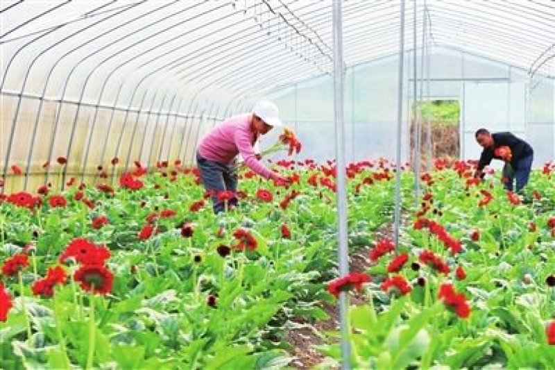 非洲菊种苗室外庭院植物阳台花卉四季开花耐寒耐热观花盆栽