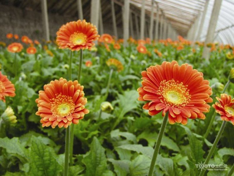 非洲菊种苗室外庭院植物阳台花卉四季开花耐寒耐热观花盆栽