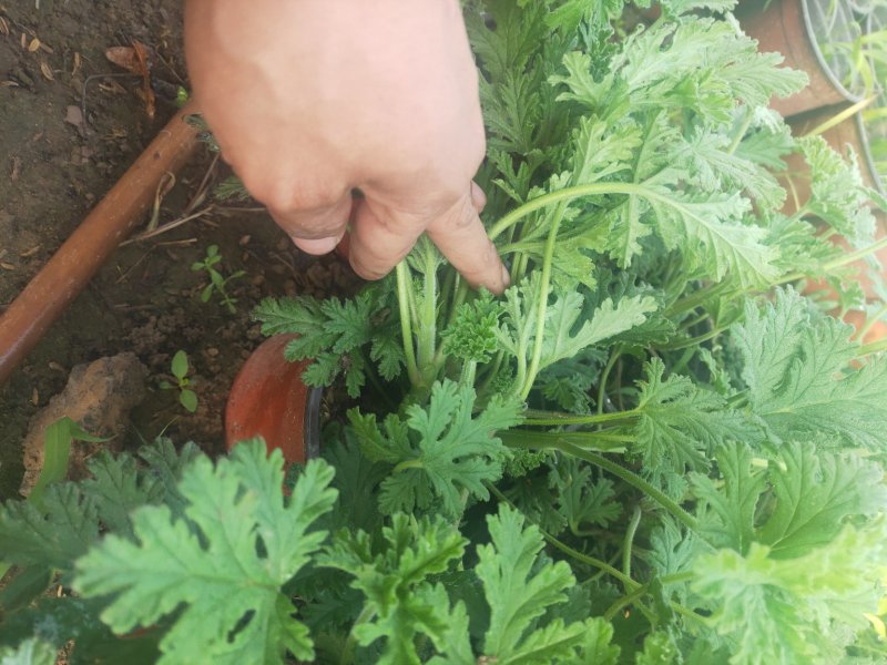 驱蚊草原土原土原盆栽苗驱蚊