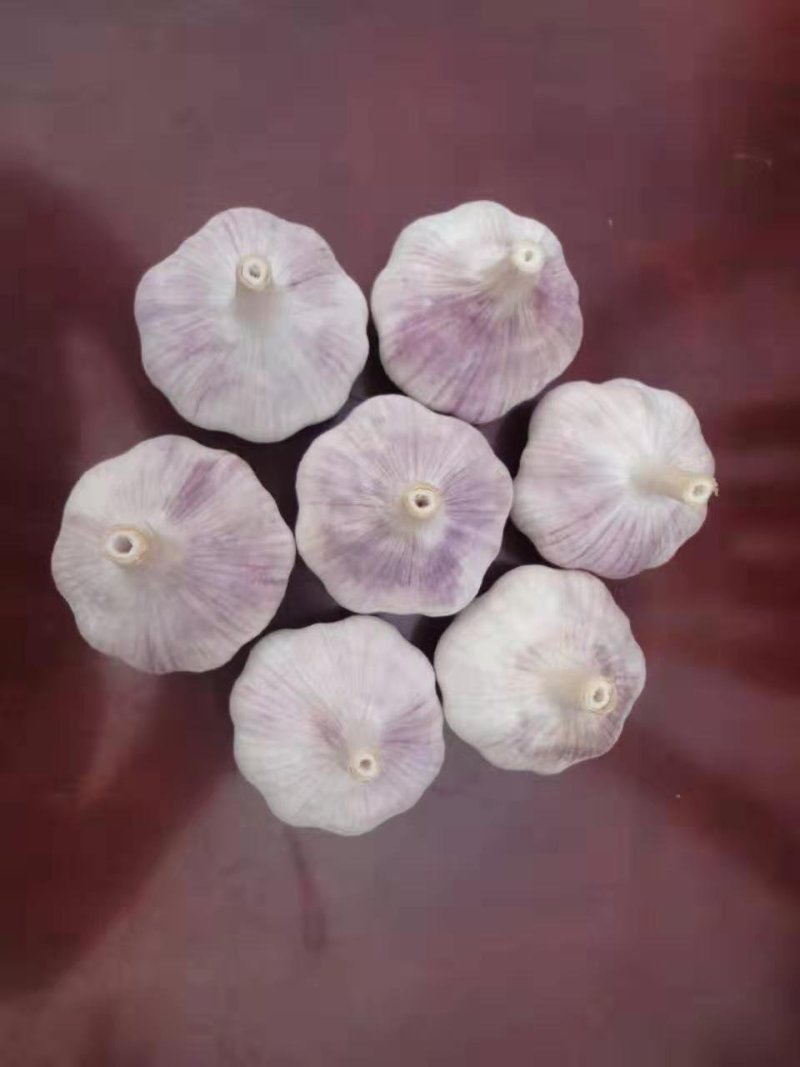 紫皮大蒜，产地批发，价格便宜，全国发货，大量供应金乡大蒜