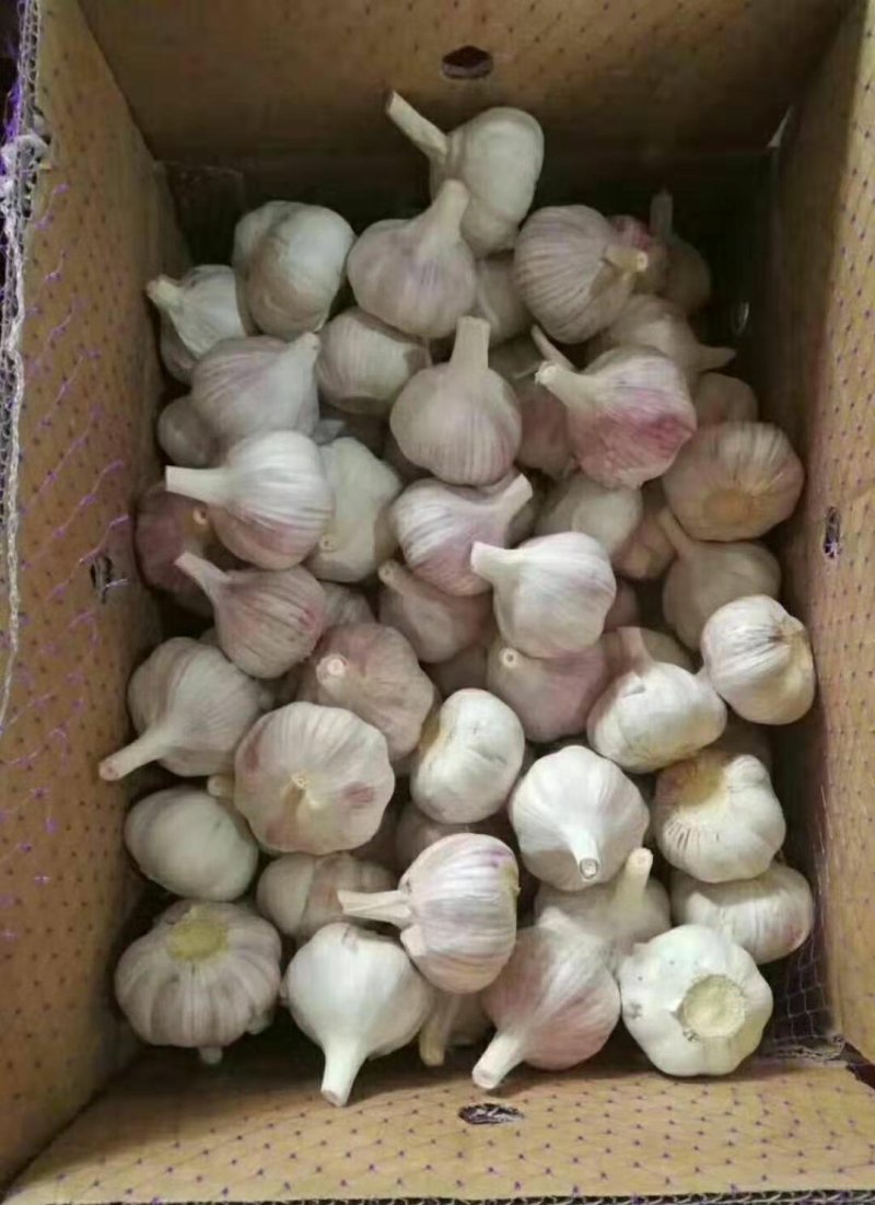 紫皮大蒜，产地批发，价格便宜，全国发货，大量供应金乡大蒜