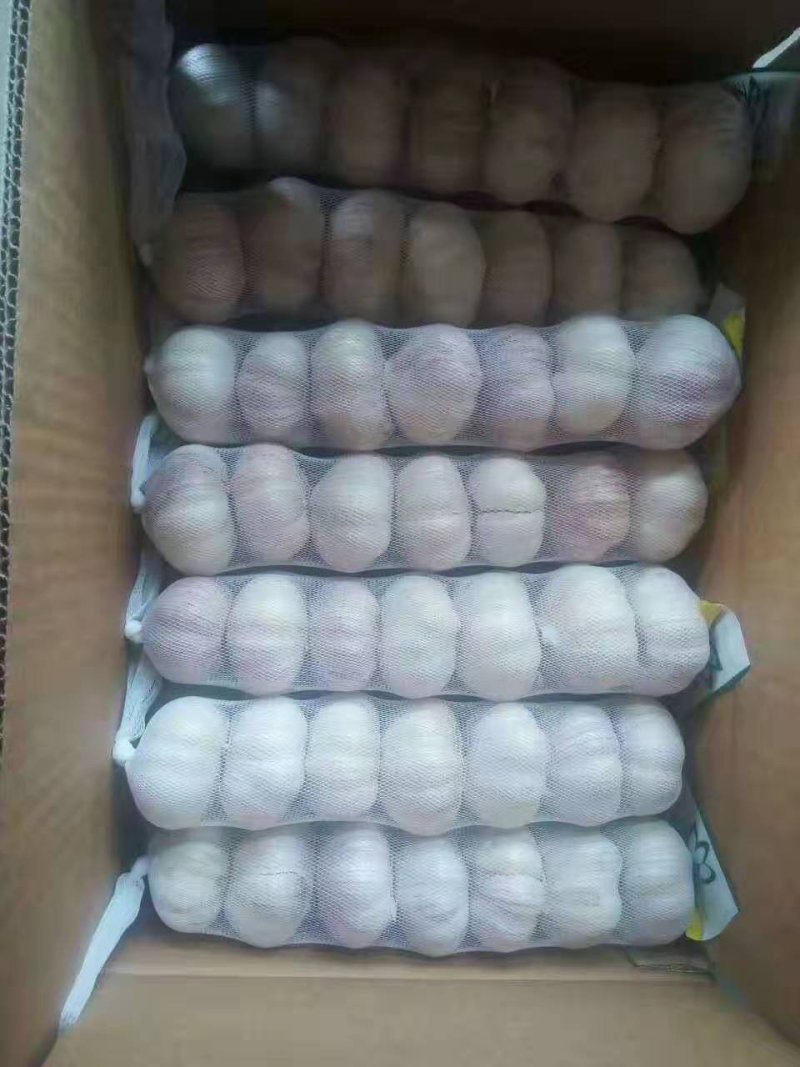 紫皮大蒜，产地批发，价格便宜，全国发货，大量供应金乡大蒜