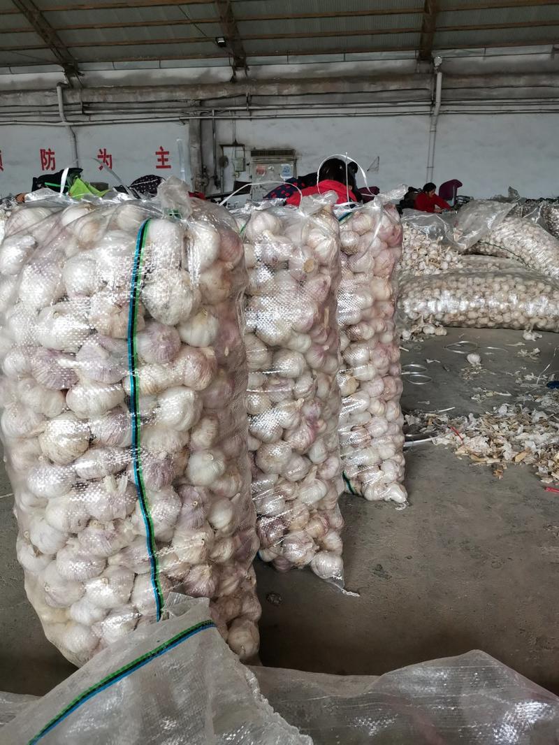 金乡大蒜，产地批发，价格便宜，全国发货，大量供应金乡大蒜