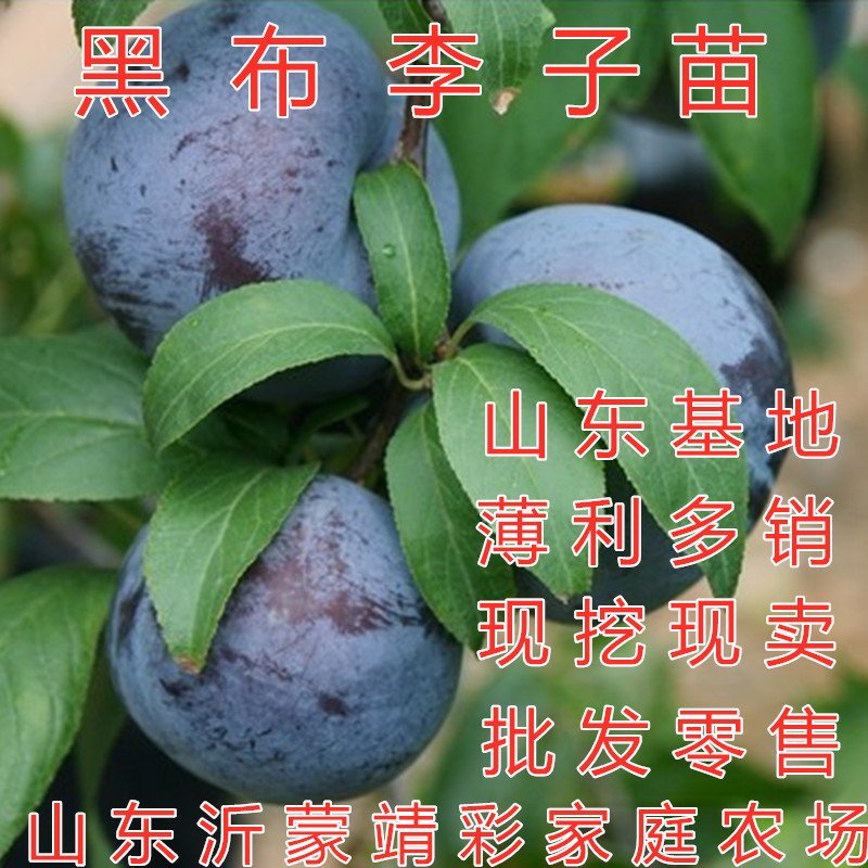 李子树苗嫁接李子树苗品种李子苗当年结果现挖现卖果树苗