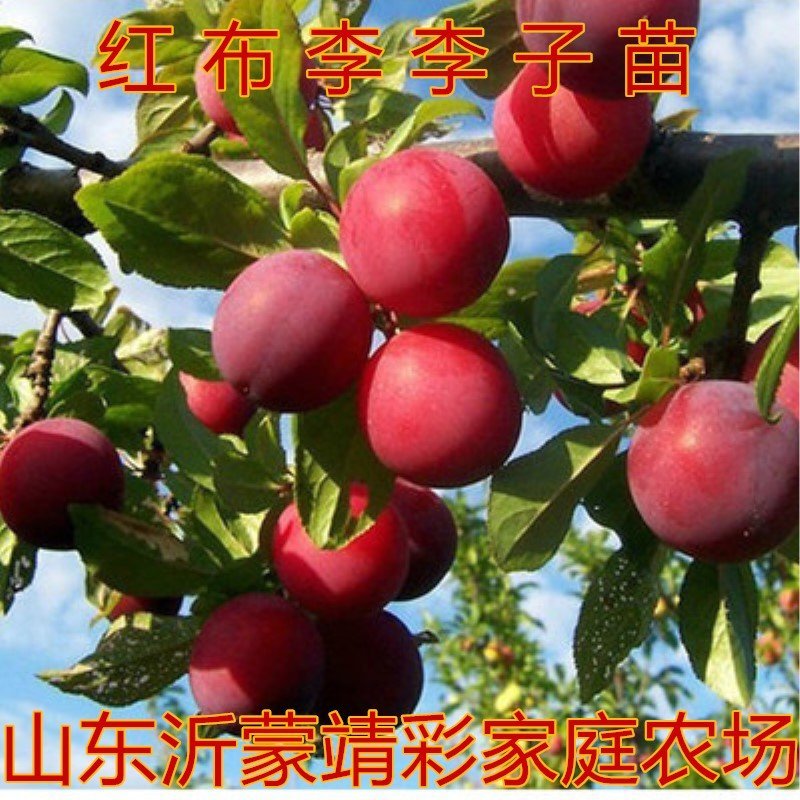 李子树苗嫁接李子树苗品种李子苗当年结果现挖现卖果树苗