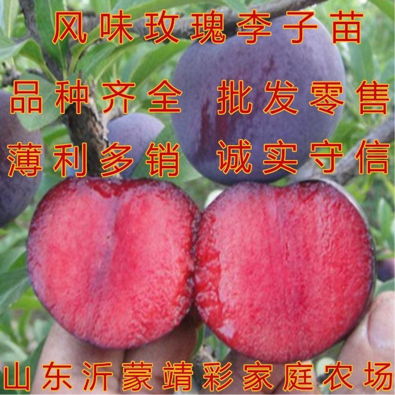 李子树苗嫁接李子树苗品种李子苗当年结果现挖现卖果树苗