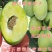 李子树苗嫁接李子树苗品种李子苗当年结果现挖现卖果树苗