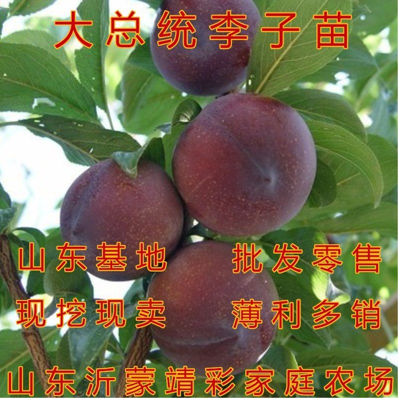 李子树苗嫁接李子树苗品种李子苗当年结果现挖现卖果树苗