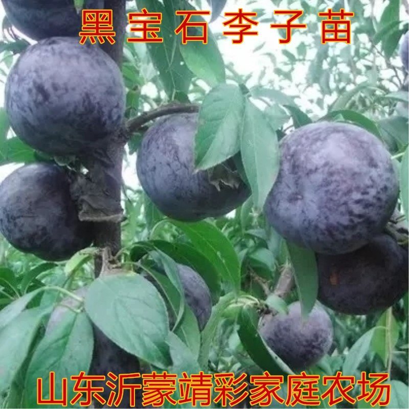 李子树苗嫁接李子树苗品种李子苗当年结果现挖现卖果树苗