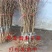 李子树苗嫁接李子树苗品种李子苗当年结果现挖现卖果树苗
