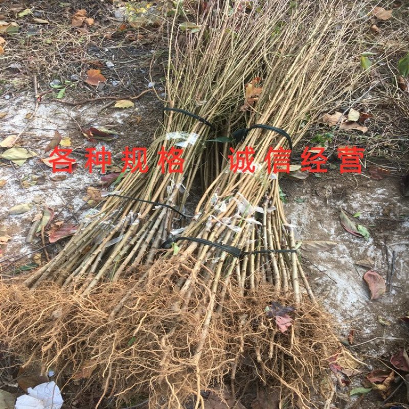 李子树苗嫁接李子树苗品种李子苗当年结果现挖现卖果树苗
