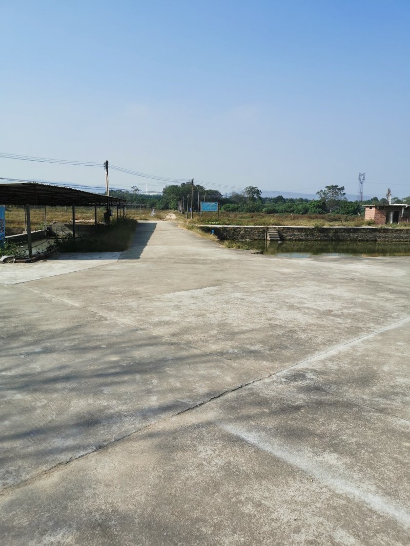 4-6公分鳜鱼苗翘嘴桂花鱼苗包成活基地直发保质保量