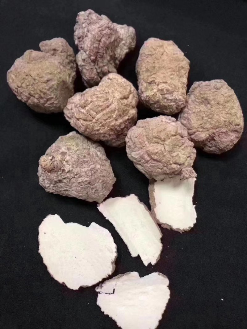虎奶菌每一个都是饱满的虎乳菌不切片单个头重