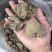 虎奶菌每一个都是饱满的虎乳菌不切片单个头重