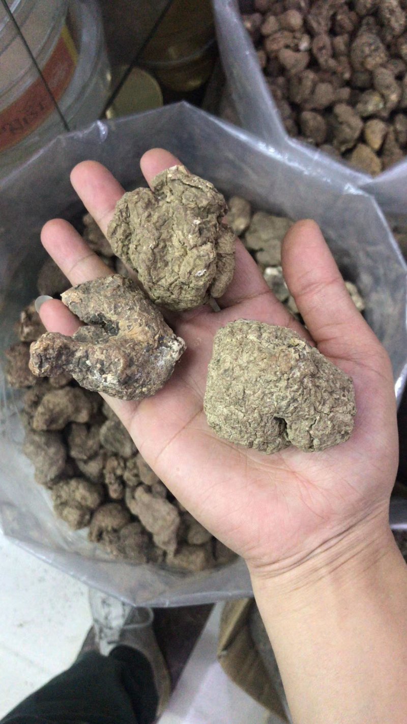 虎奶菌每一个都是饱满的虎乳菌不切片单个头重