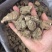 虎奶菌每一个都是饱满的虎乳菌不切片单个头重