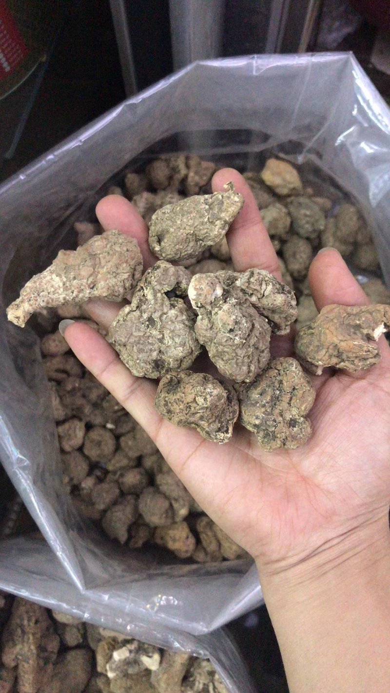 虎奶菌每一个都是饱满的虎乳菌不切片单个头重