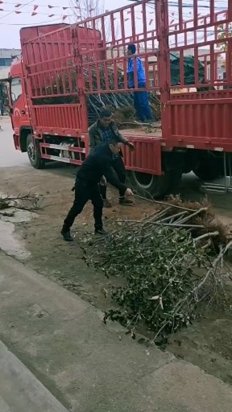 红富士苹果树苗红富士苹果树鲁丽苹果苗