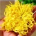 2019头采特级金丝皇菊干花，自家种植个大饱满色正味浓