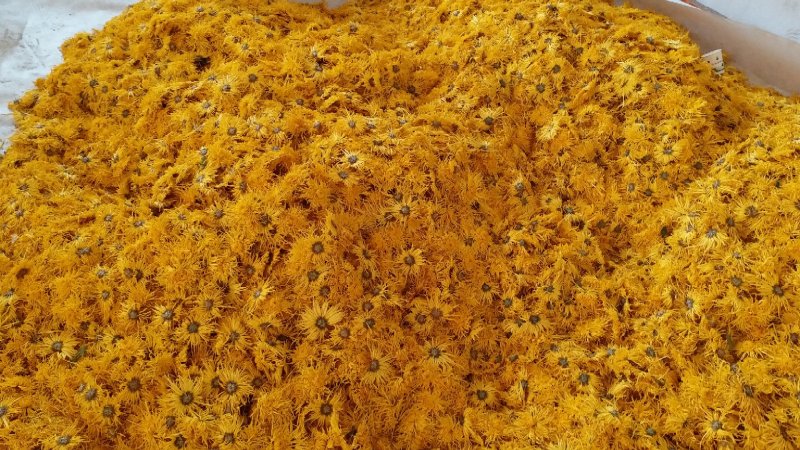 2019头采特级金丝皇菊干花，自家种植个大饱满色正味浓
