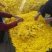 2019头采特级金丝皇菊干花，自家种植个大饱满色正味浓