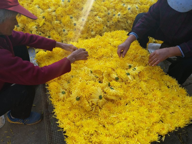 2019头采特级金丝皇菊干花，自家种植个大饱满色正味浓