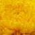 2019头采特级金丝皇菊干花，自家种植个大饱满色正味浓