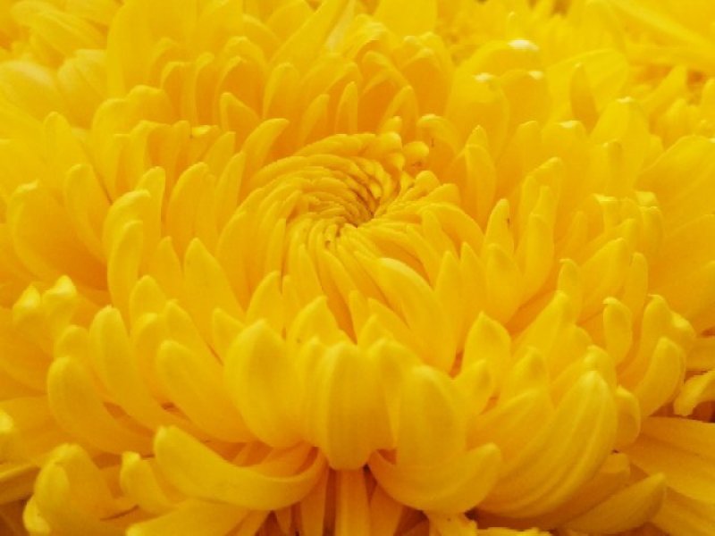 2019头采特级金丝皇菊干花，自家种植个大饱满色正味浓