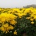 2019头采特级金丝皇菊干花，自家种植个大饱满色正味浓