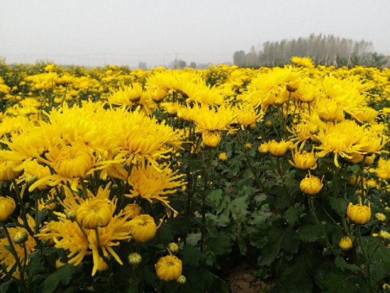 2019头采特级金丝皇菊干花，自家种植个大饱满色正味浓