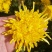 2019头采特级金丝皇菊干花，自家种植个大饱满色正味浓