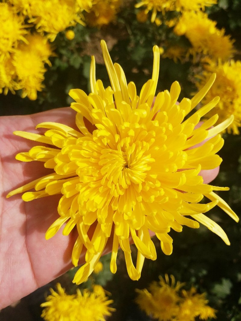 2019头采特级金丝皇菊干花，自家种植个大饱满色正味浓