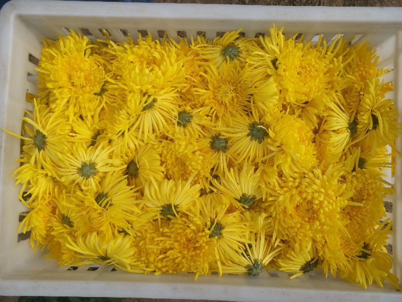2019头采特级金丝皇菊干花，自家种植个大饱满色正味浓