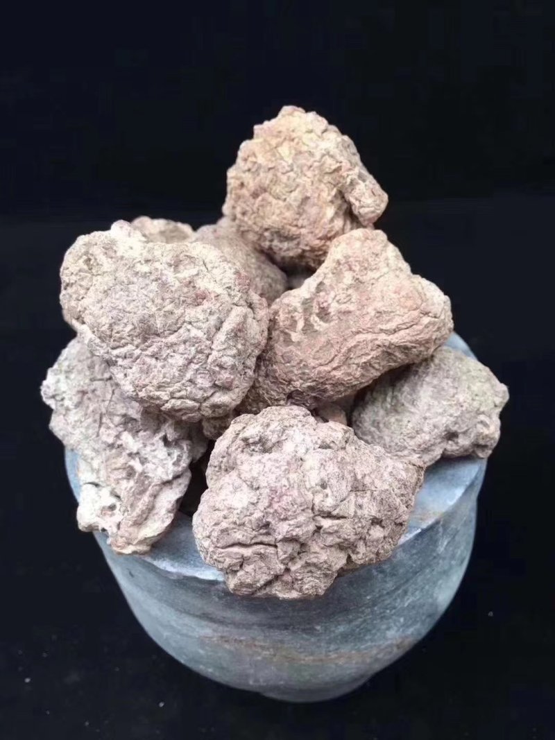 虎奶菌每一个都是饱满的虎乳菌不切片单个头重