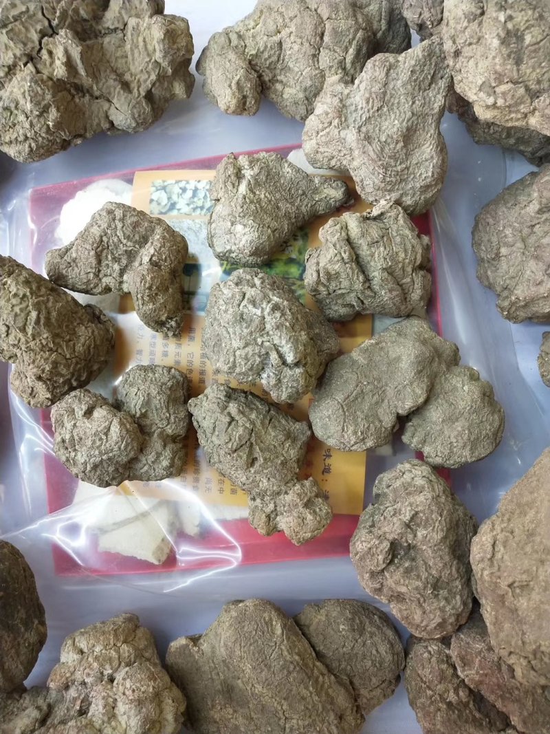 虎奶菌每一个都是饱满的虎乳菌不切片单个头重