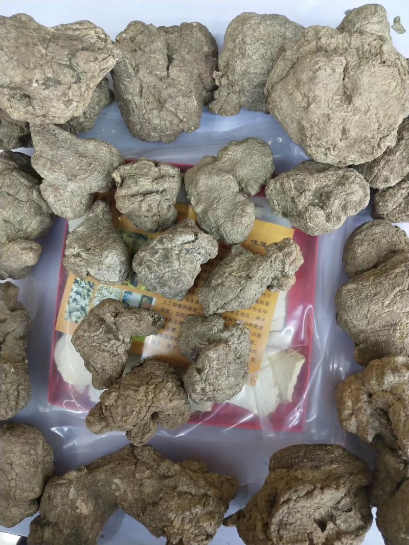 虎奶菌每一个都是饱满的虎乳菌不切片单个头重