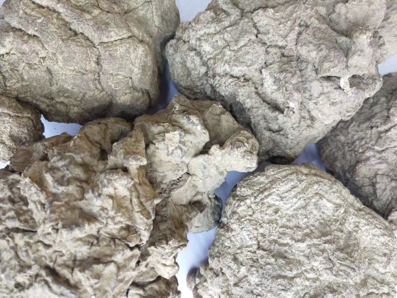 虎奶菌每一个都是饱满的虎乳菌不切片单个头重