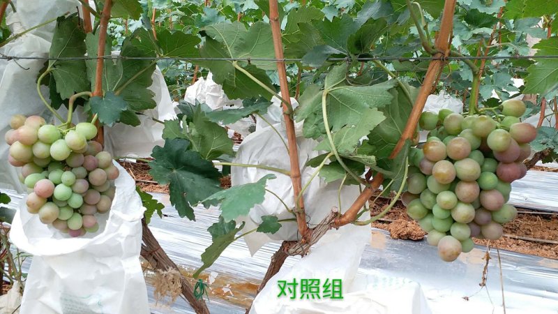 提质增产生物有机肥，40kg/袋，2吨起包邮至县城