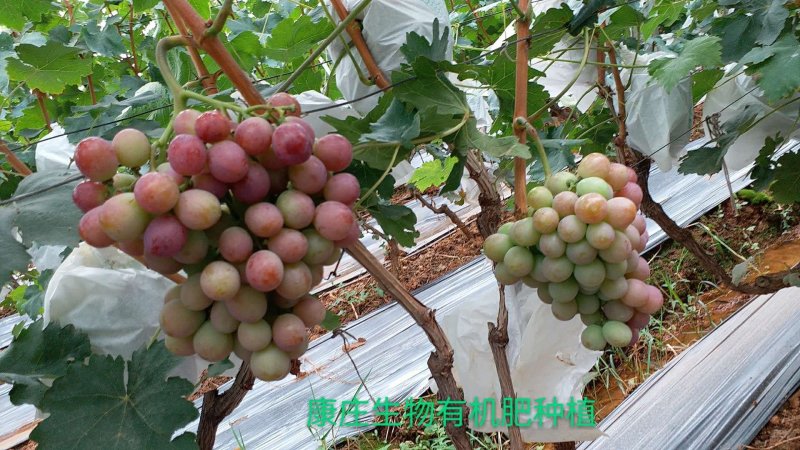 提质增产生物有机肥，40kg/袋，2吨起包邮至县城