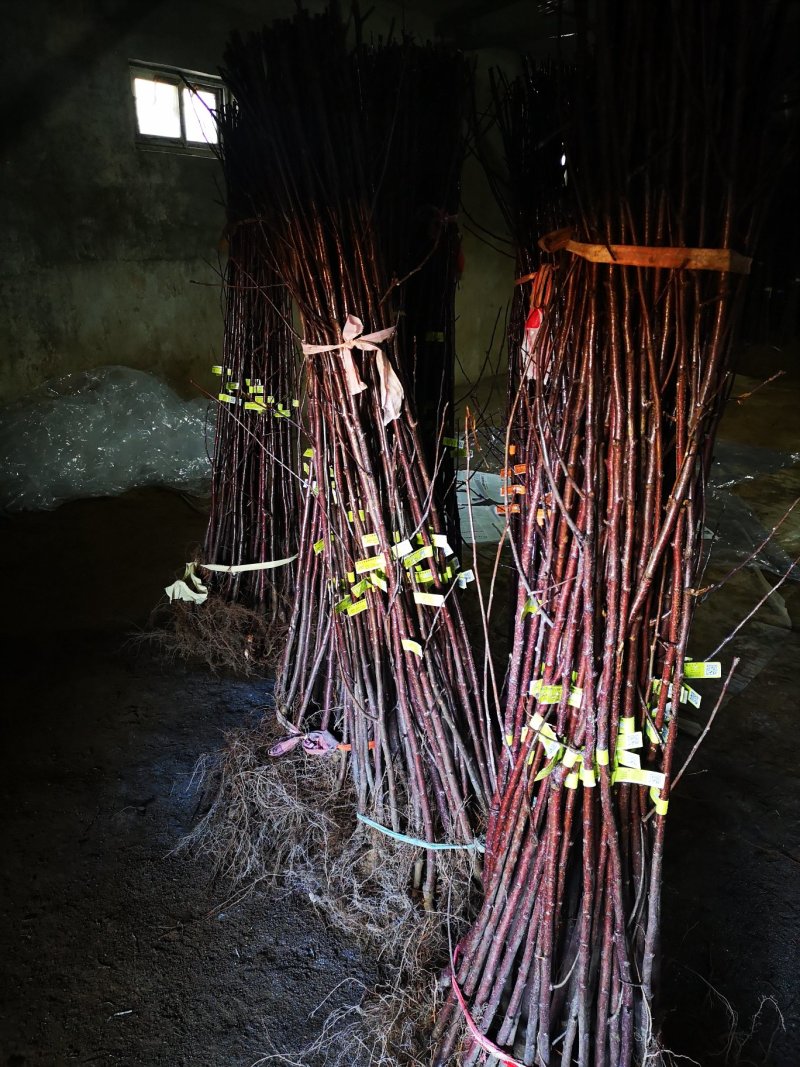 红色之爱苹果苗119/06红肉苹果防伪标签提供栽培技术