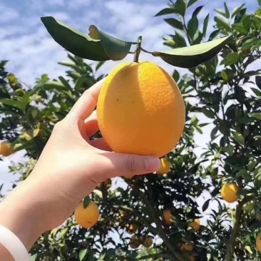 脐橙