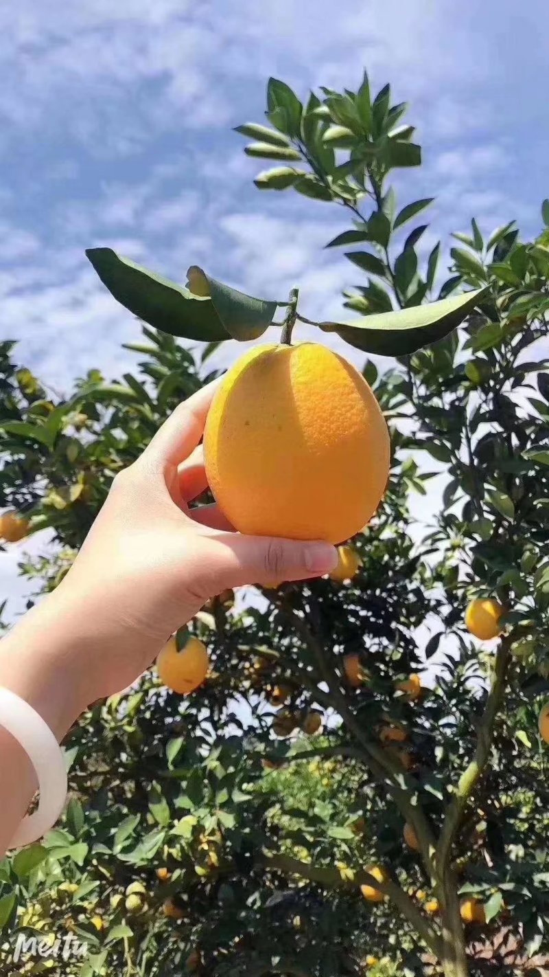 脐橙