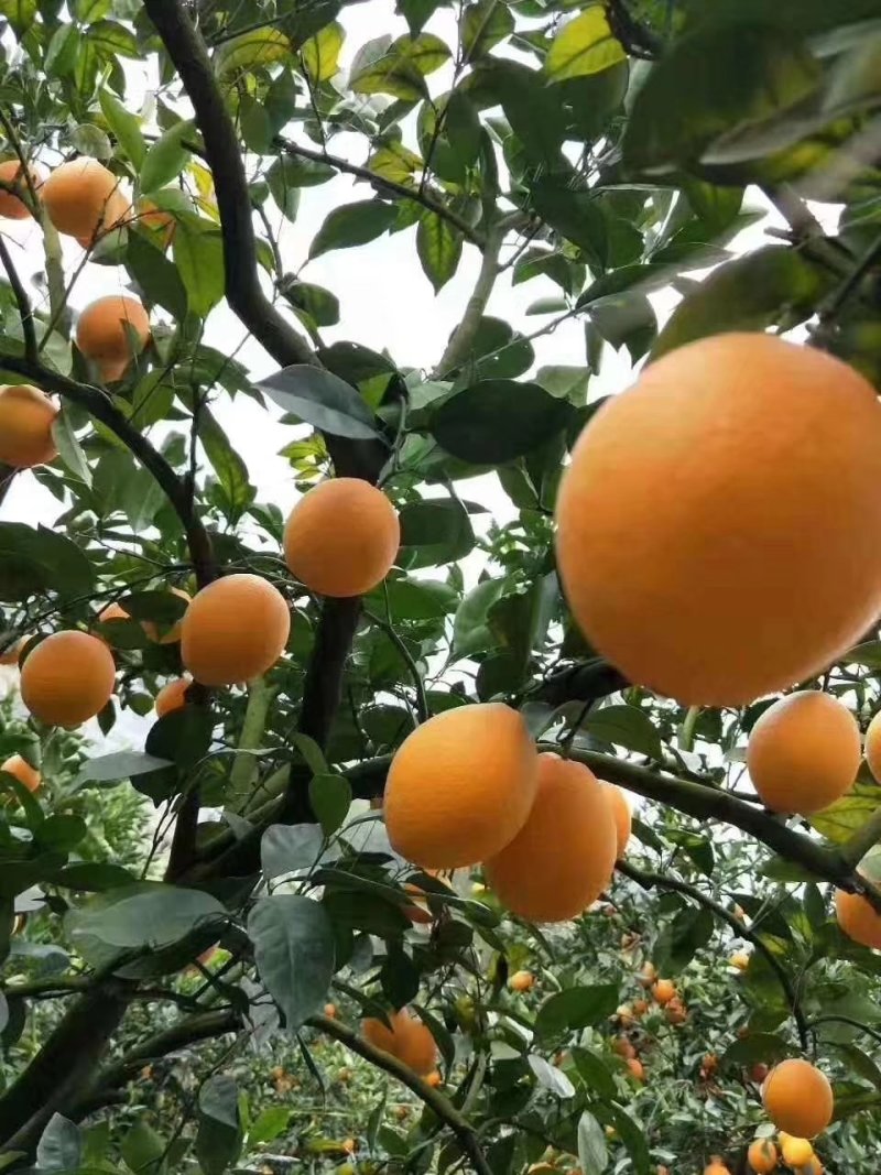 脐橙