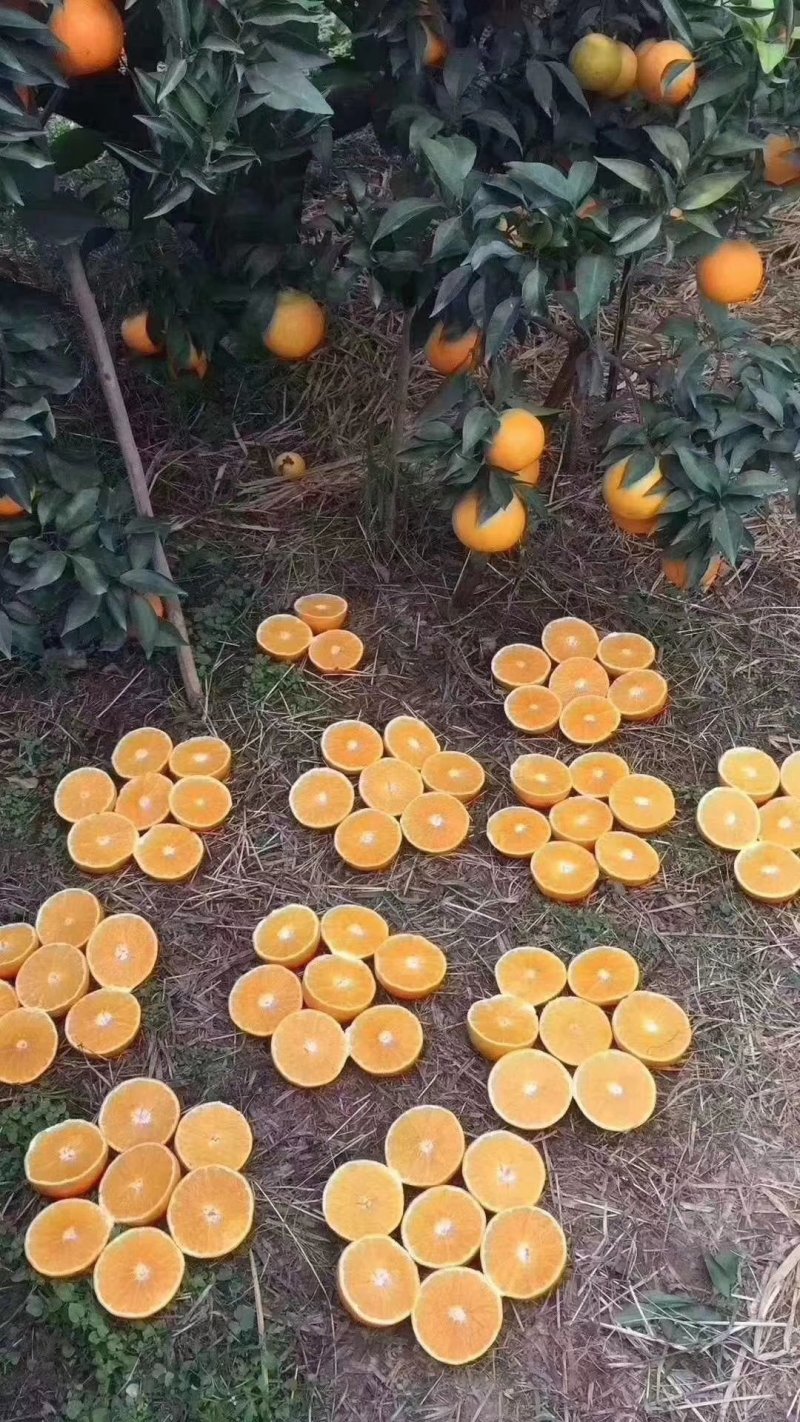 脐橙