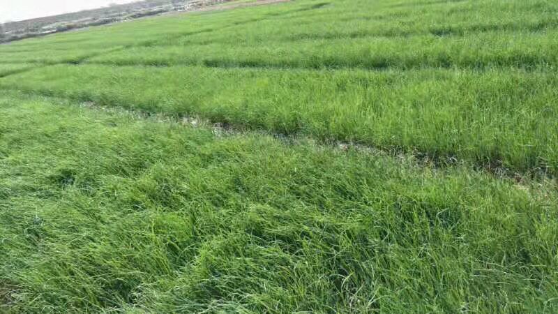 优质黄洋葱苗包回收免费提供种植技术指导