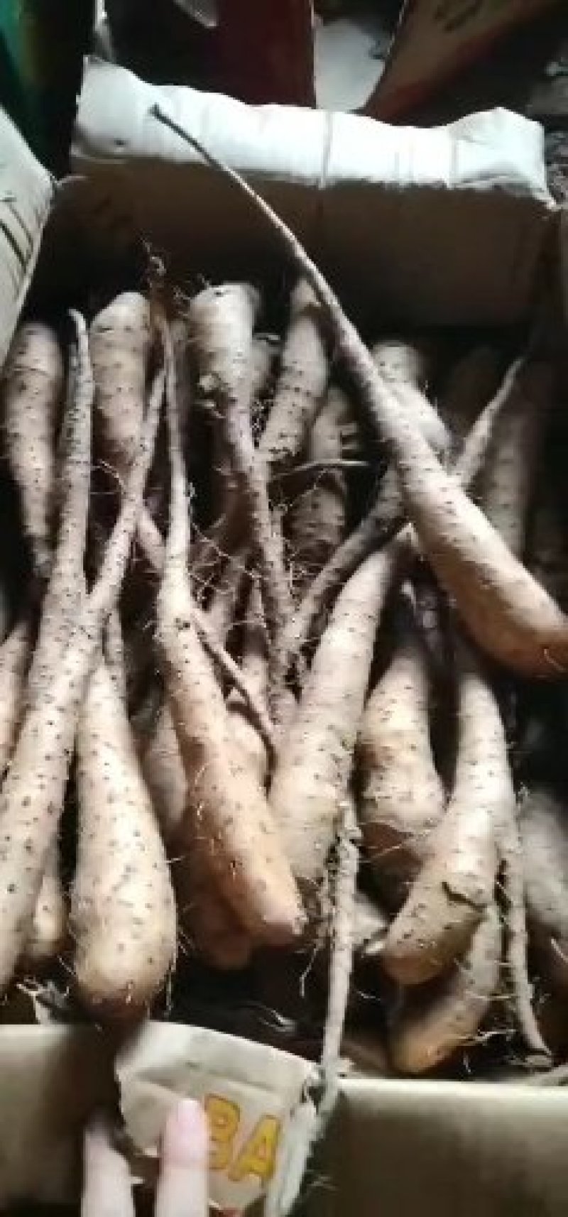山药苗，白芋山药苗，山药载子，