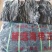 宽厚无沙海带头:深海20公分海带大头.压缩铺平展开