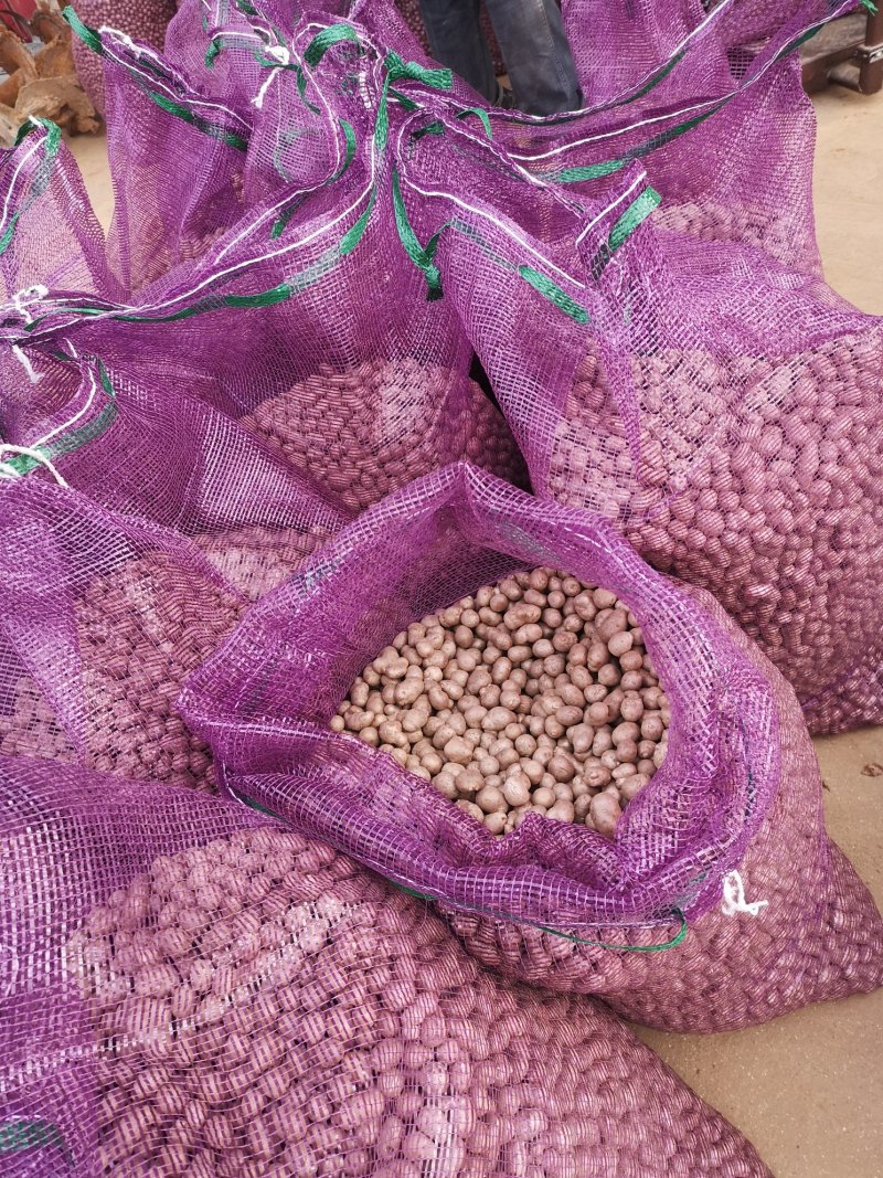 潍坊市昌乐县山药豆批发零售，昌乐县德洪果蔬供应