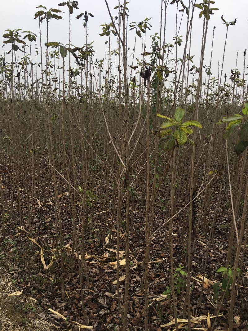 基地批发车厘子美早大美早成品樱桃树苗3年