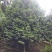 茶花，山茶花，高杆，茶花，四川宜宾茶花种植基地